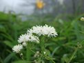 May: Greater meadow rue