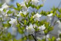 May: Cork bark white azalea