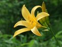 June: Broad dwarf day lily (nikko kisuge)