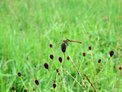 September: Great burnet