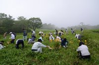 Complementary planting of day lilies