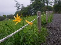 歩道沿いの開花株