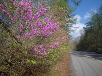 大江戸温泉付近の道路沿いのトウゴクミツバツツジ