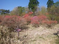 ツツジが丘のヤマツツジ