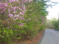 大江戸温泉付近の道路沿いのトウゴクミツバツツジ