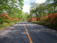 霧降高原道路のヤマツツジ