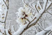 雪の中、マンサクが咲き続けます