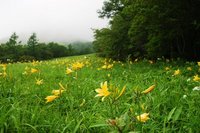 開花状況