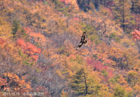 紅葉を背景に飛ぶノスリ