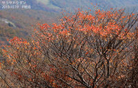 サラサドウダンの紅葉