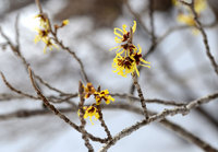 マンサクの花が咲き始めました