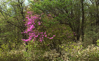 キスゲ平のトウゴクミツバツツジ咲き始めました