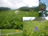 今の主役はカラマツソウ、アヤメはＨ～Ｉ間に、キスゲはポツリポツリ。