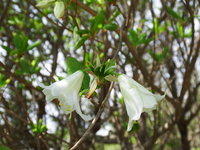 シロヤシオ開花