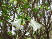 シロヤシオ開花