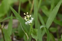 マイヅルソウ開花