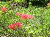 レンゲツツジ開花