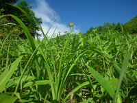 開花遅れています、来週後半の見込です。