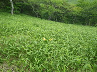 キスゲ咲き始め 園地内一分咲き程度