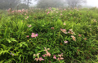 シモツケソウのお花畑