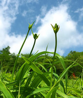 花芽が伸びてきました（まだ花はありません