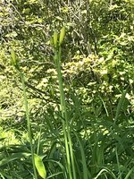 花芽が大きく膨らんできました