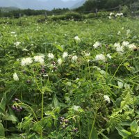 カラマツソウ見頃です