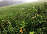 夏の花が咲き始めています