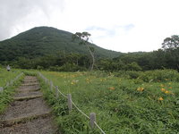 ニッコウキスゲC地点でまだご覧いただけます