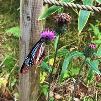 アサギマダラ　南へ渡りの途中