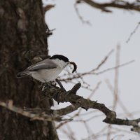 コガラ　800段付近