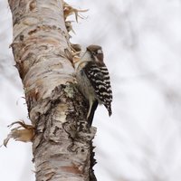 コゲラ　小さなキツツキです