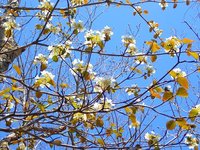 オオカメノキ開花　丸山