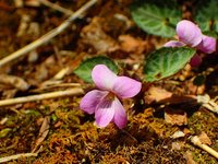 フジスミレ開花　丸山