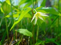 チゴユリ　開花