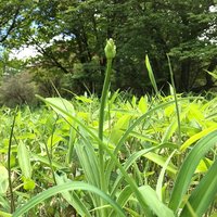 花芽が伸びてきました