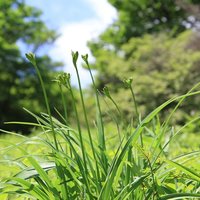 開花はまだ少し先　足踏み状態です