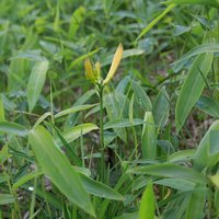 一番早く咲きそうな株です   園内開花ゼロ