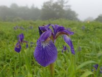 アヤメ　開花　H地点～I地点間に群落を作っています。