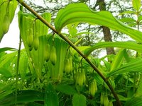 オオナルコユリ　開花　B地点付近