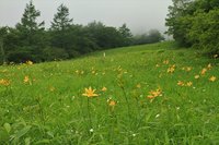 500段より下、３分咲き　次第に華やかになってきました