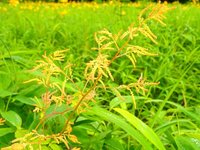 トリアシショウマ　開花　散策路