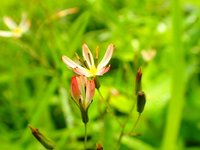 シロニガナ　開花　散策路