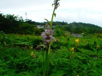 オオバギボウシ　開花　散策路