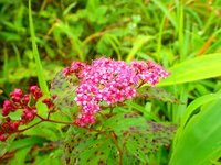 シモツケ　開花　散策路