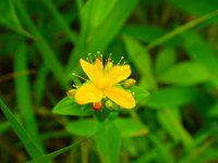 オトギリソウ　開花　散策路