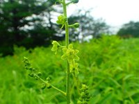 アオヤギソウ　開花　散策路