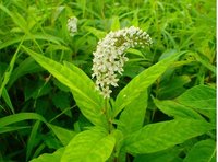 オカトラノオ　開花