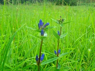 エゾリンドウ　開花