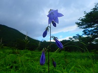 ソバナ　開花　散策路